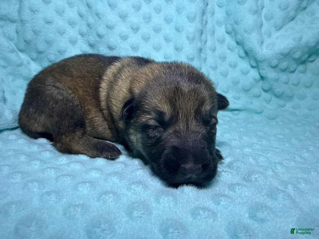 German Shepherd dogs for sale: Daisy - Ad 66