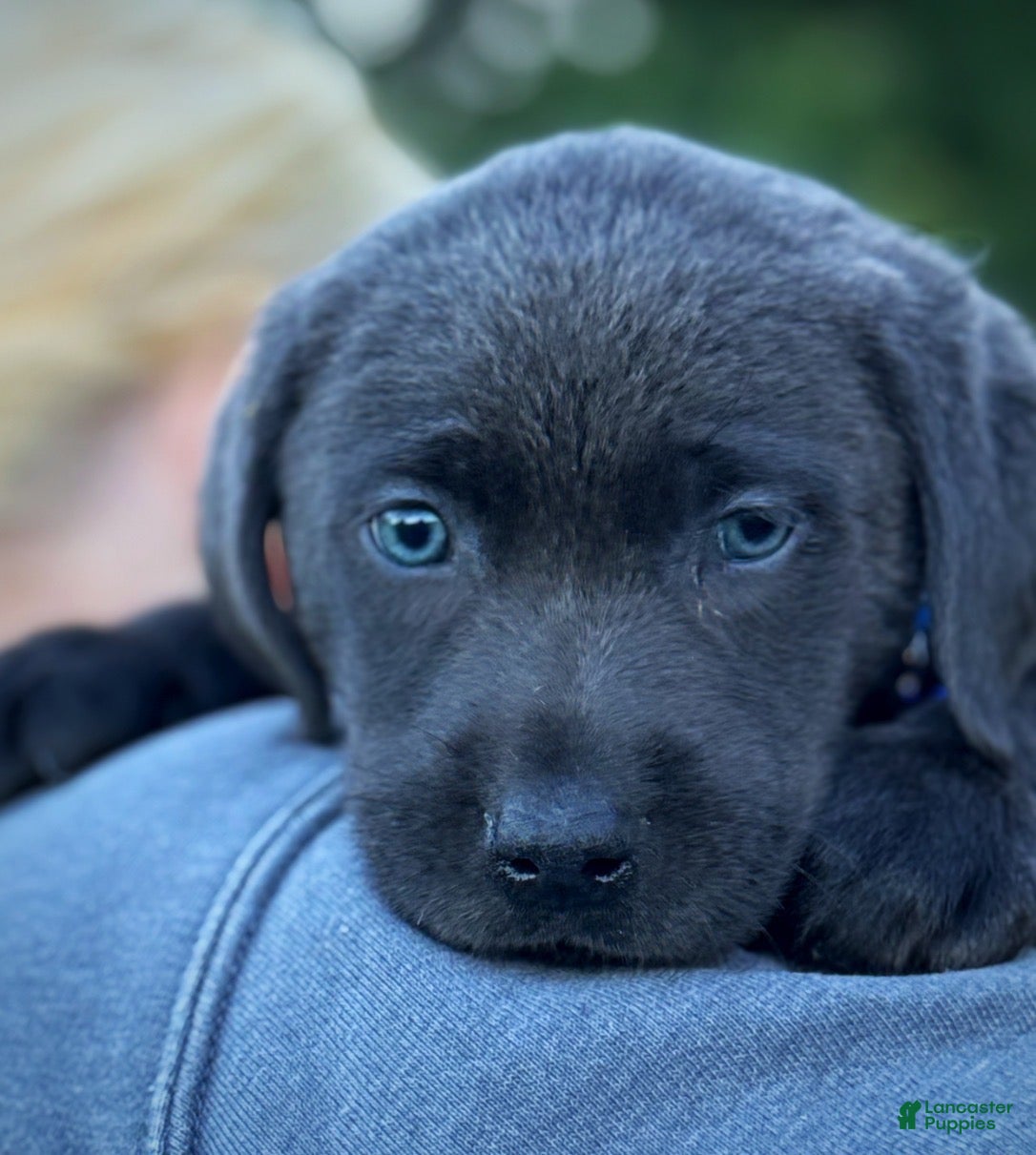 Labrador Retriever dogs Labrador Retriever 1 - Ad 2