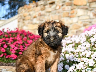 Soft Coated Wheaten Terrier dogs - Ad 1