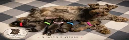 Miniature Schnauzer dogs for sale: Miniature Schnauzer 2 - Ad 4