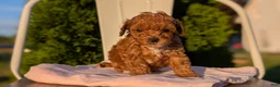 Miniature Poodle dogs for sale: Hazel - Ad 3