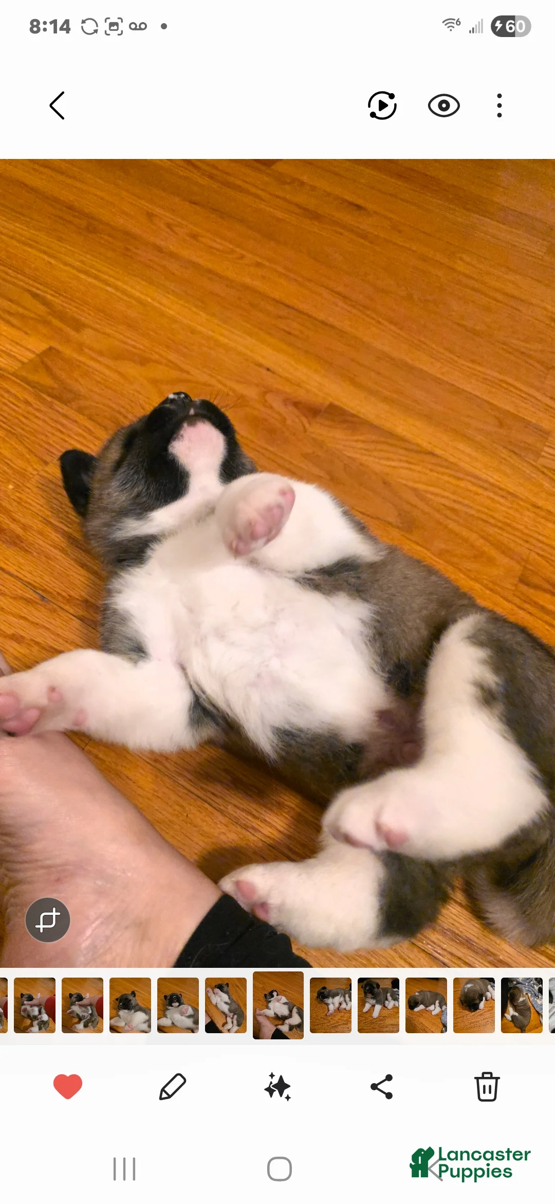 Akita dogs for sale: AKC Finn - Ad 16