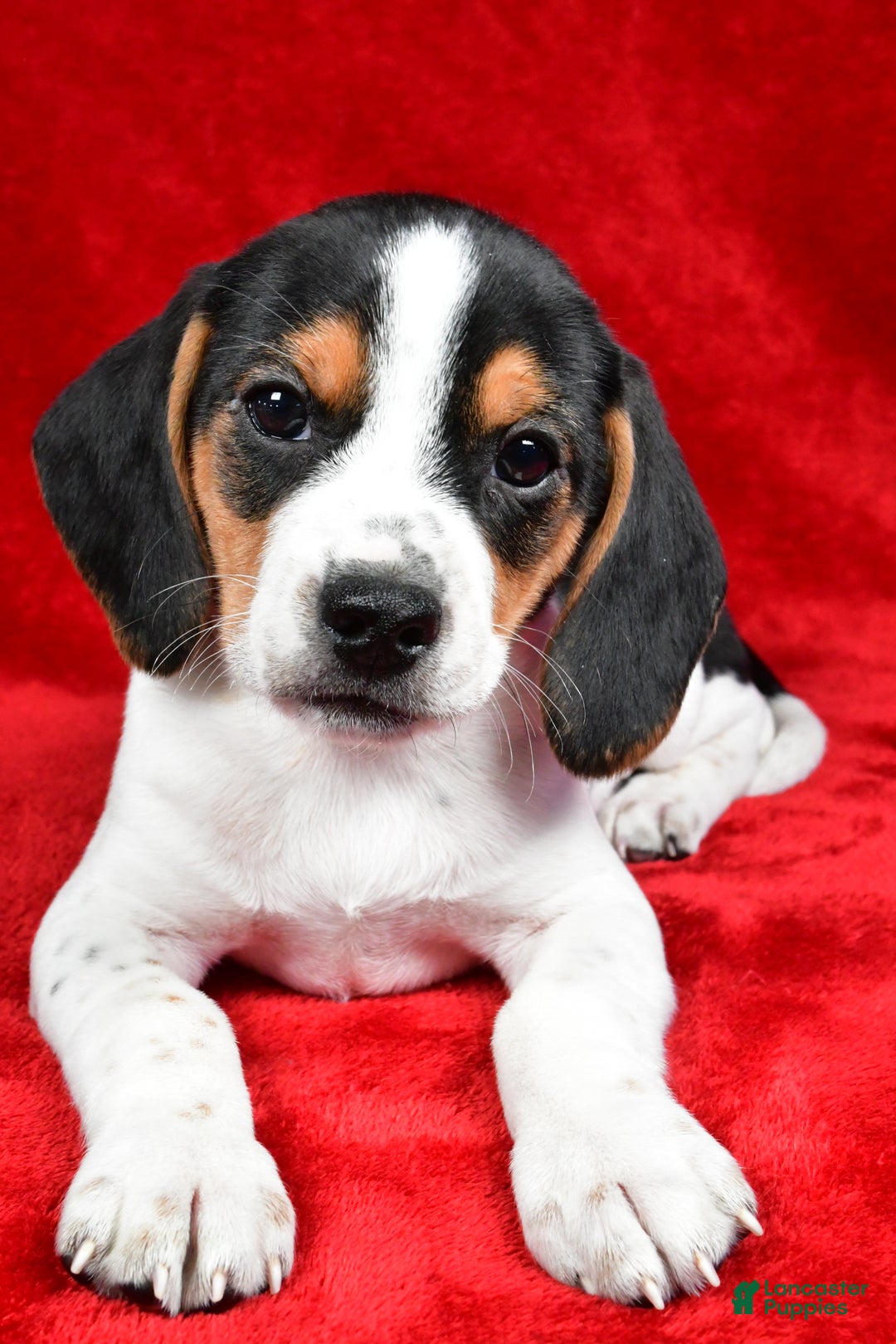 Beagle dogs for sale: Allen - Ad 3