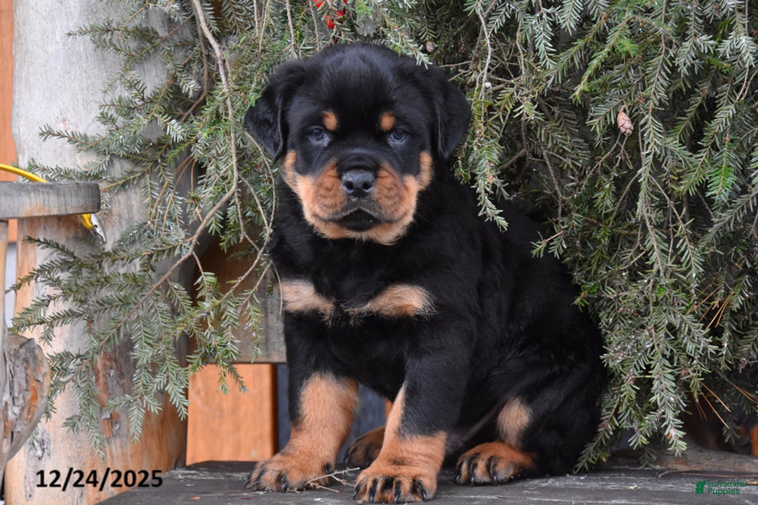 Rottweiler dogs for sale: Rockstar - Ad 1