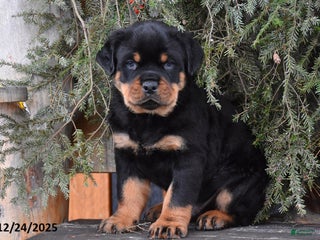 Rottweiler dogs for sale: Rockstar - Ad 2