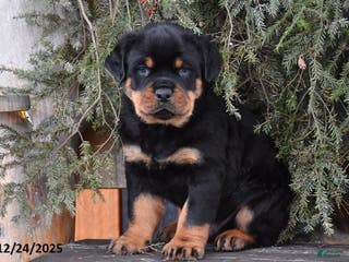 Rottweiler dogs Rockstar - Ad 1