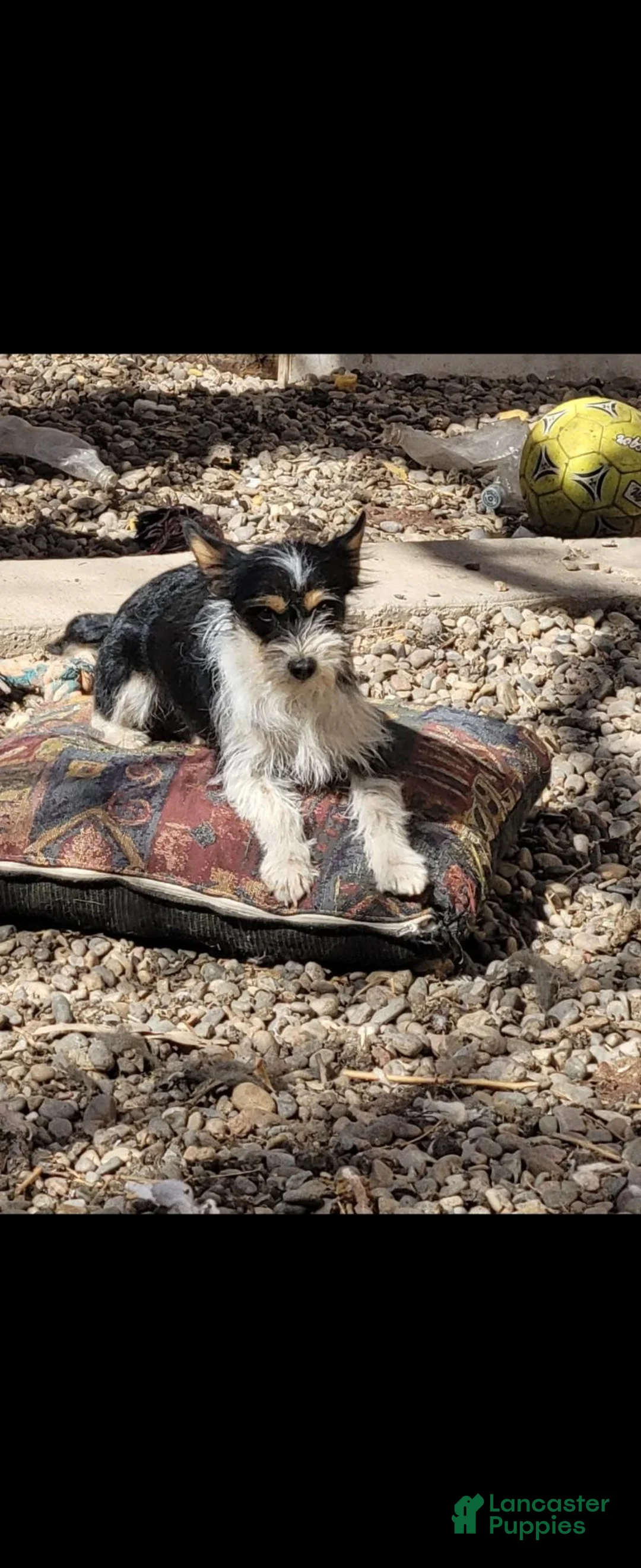 Mixed Breed dogs for sale: Mixed Breed 2 - Ad 5