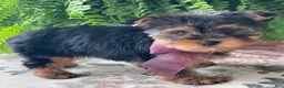 Yorkshire Terrier dogs for sale: Flo - Ad 5