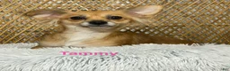 Chihuahua dogs for sale: Finley  - Ad 8