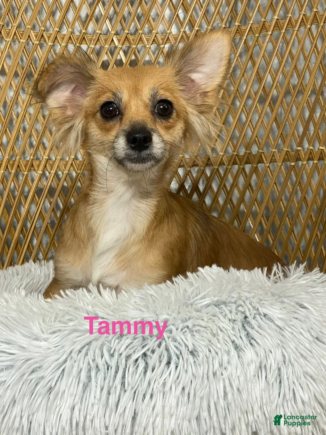 Chihuahua dogs for sale: Finley  - Ad 8