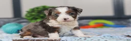 Mini Bernedoodle dogs for sale: Porter - Ad 5