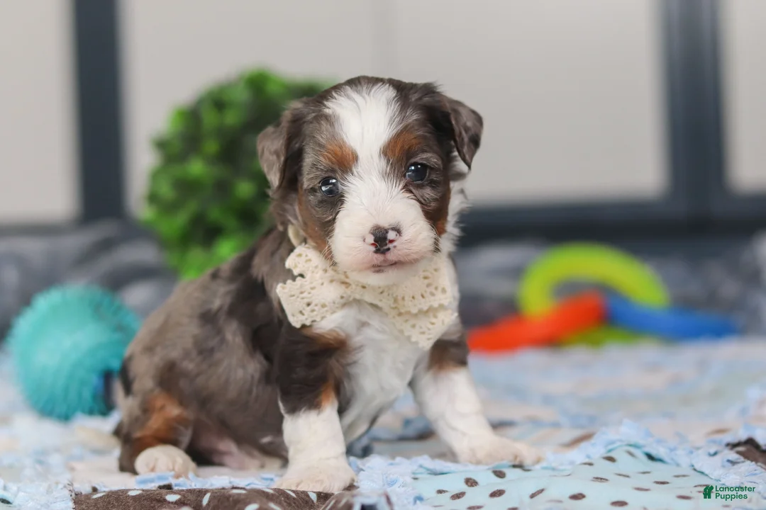 Mini Bernedoodle dogs for sale: Porter - Ad 5