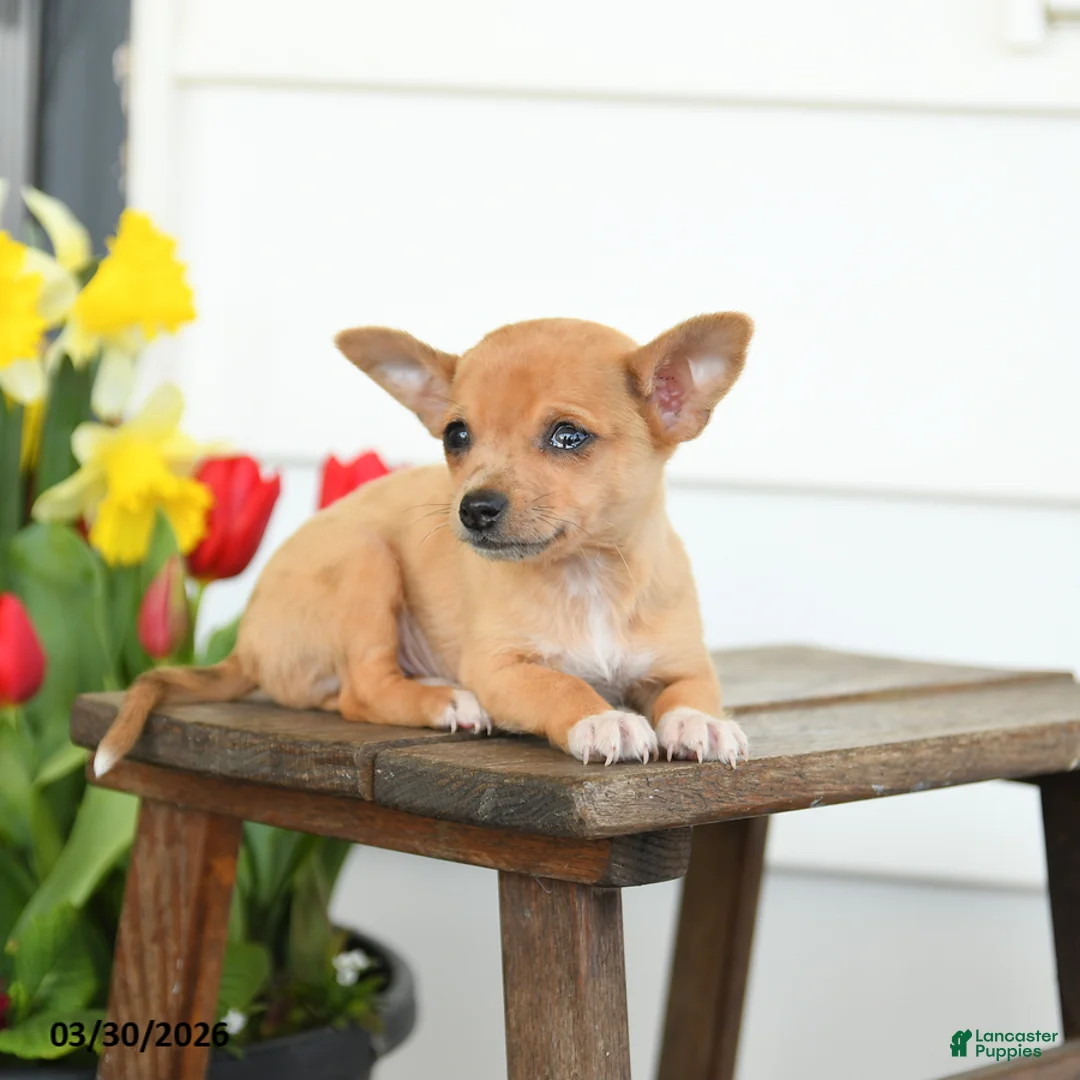 Chihuahua dogs for sale: Buster - Ad 3