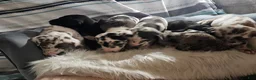 Great Dane dogs for sale: Blue Harlequin - Ad 8
