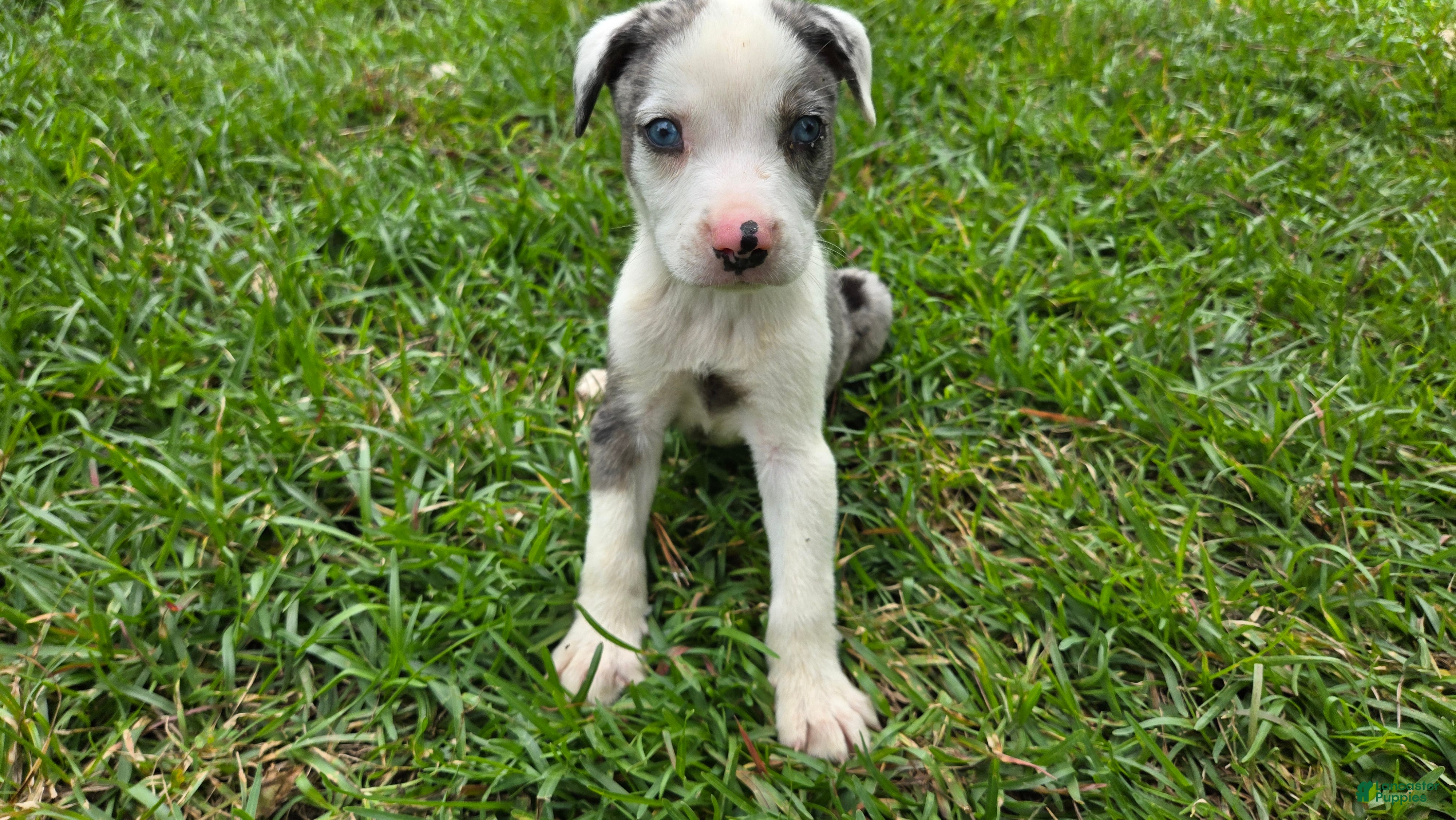 Catahoula Leopard Dog dogs Zeus - Male (white merle)  - Ad 1