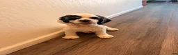 Cocker Spaniel dogs for sale: Penny - Ad 4