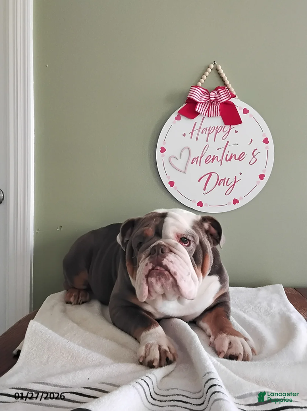 English Bulldog dogs for sale: Cindy - Ad 1