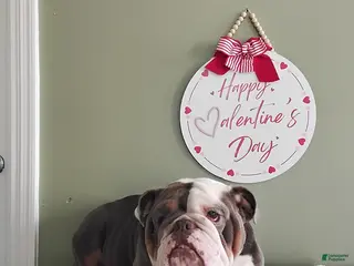 English Bulldog dogs Cindy - Ad 14