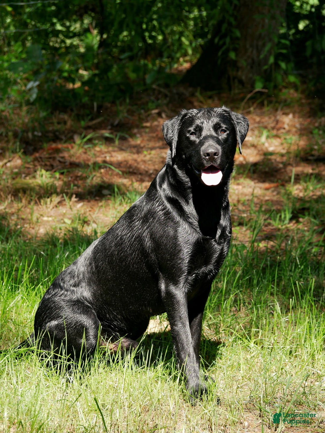 Labrador Retriever dogs for sale: Labrador Retriever Puppy 1 - Ad 3