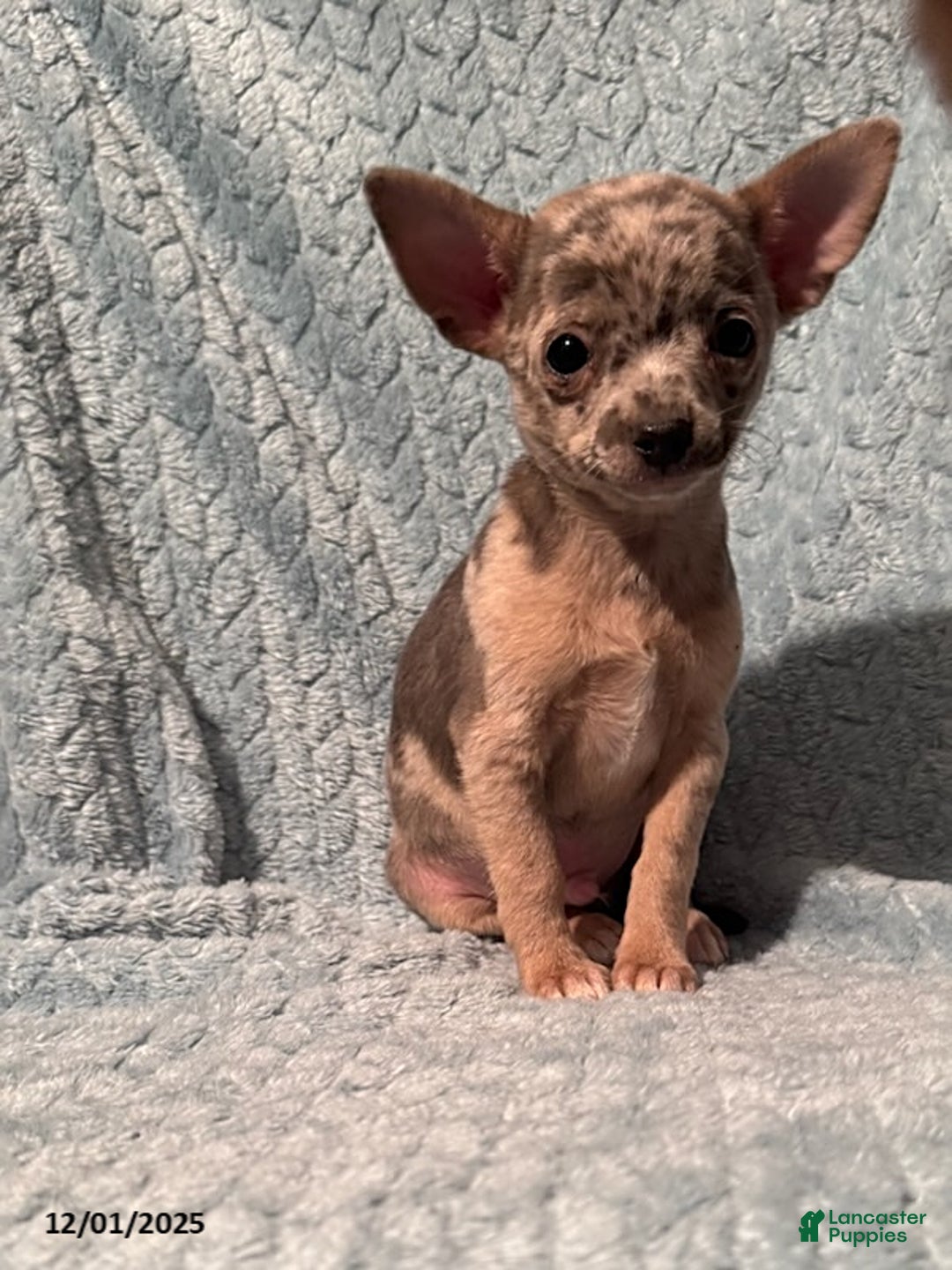 Chihuahua dogs for sale: Bobby - Ad 2