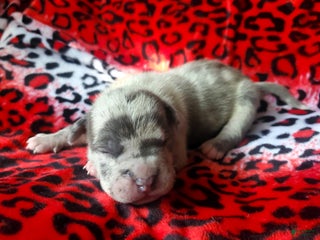 American Bully dogs "ICE CUBE" - Ad 7