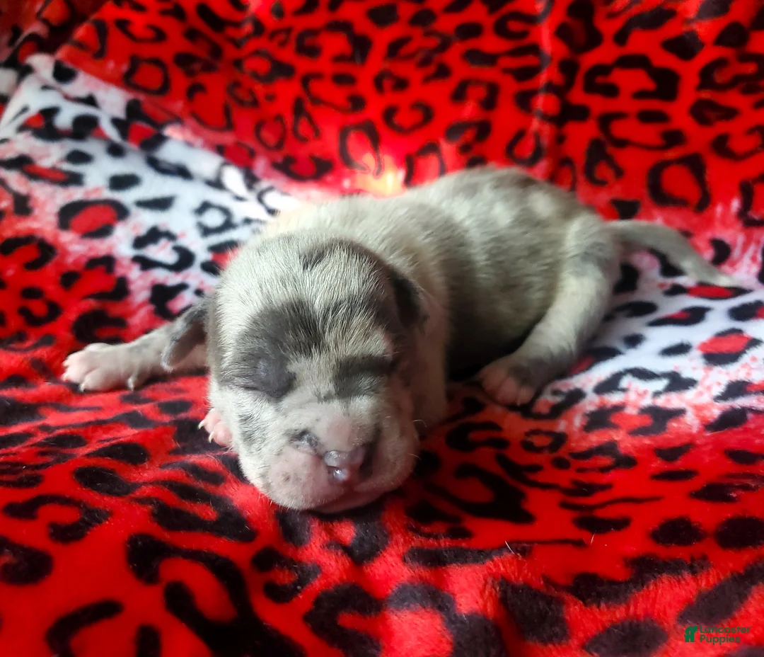 American Bully dogs for sale: "ICE CUBE" - Ad 1
