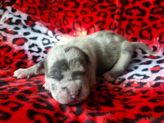 American Bully dogs "ICE CUBE" - Ad 5