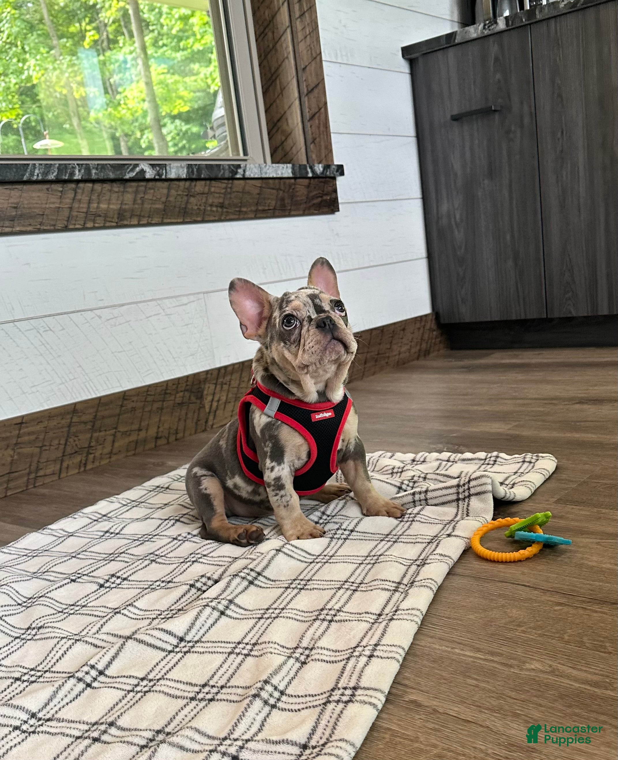 French Bulldog dogs for sale: Aspen - Ad 6