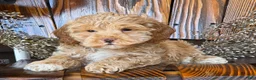 Cockapoo dogs for sale: Harley  - Ad 6