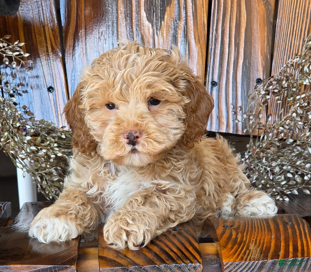 Cockapoo dogs for sale: Harley  - Ad 6