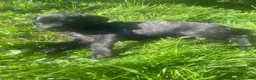 Cane Corso dogs for sale: Jenson - Ad 2