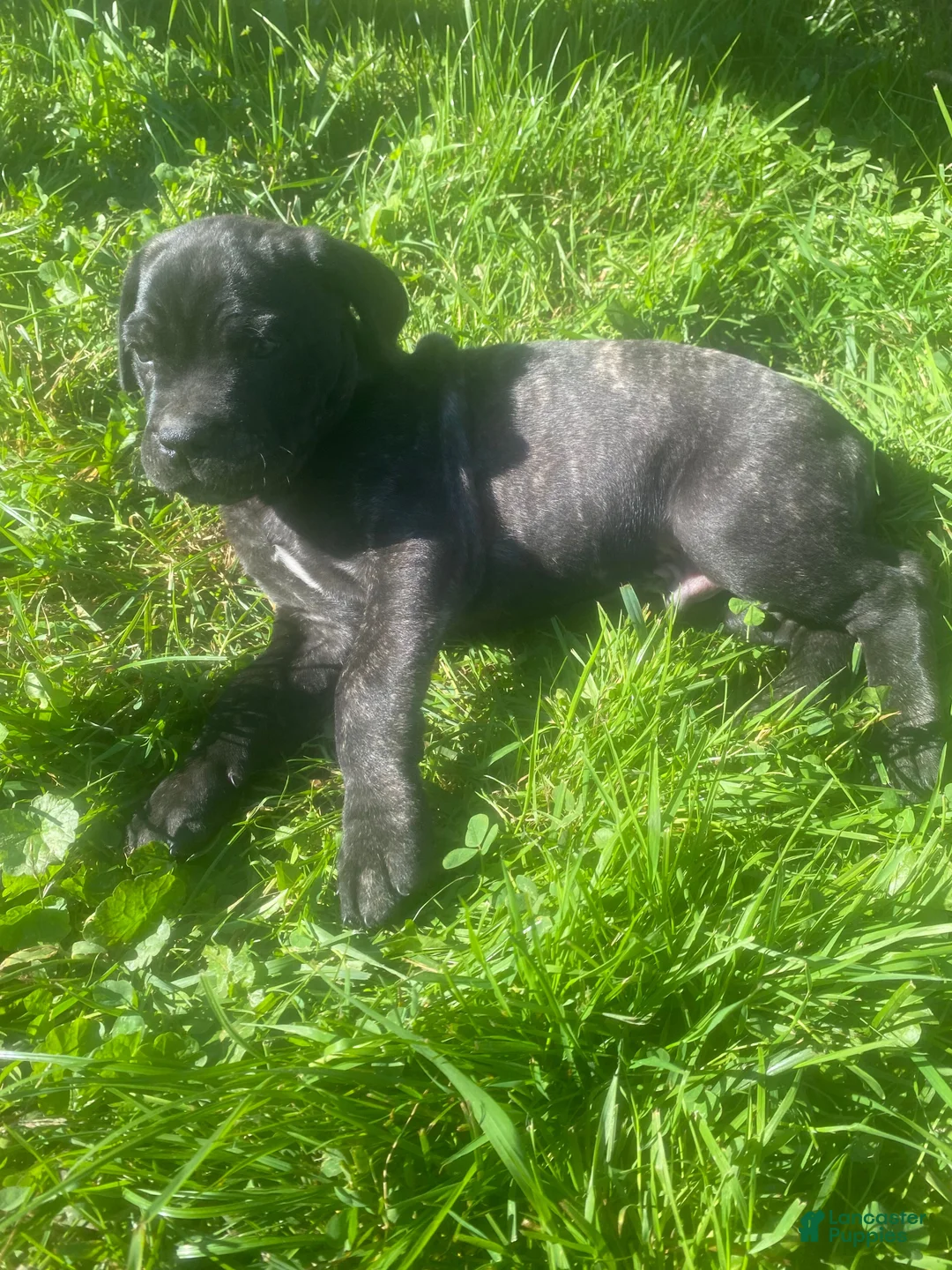 Cane Corso dogs for sale: Jenson - Ad 2