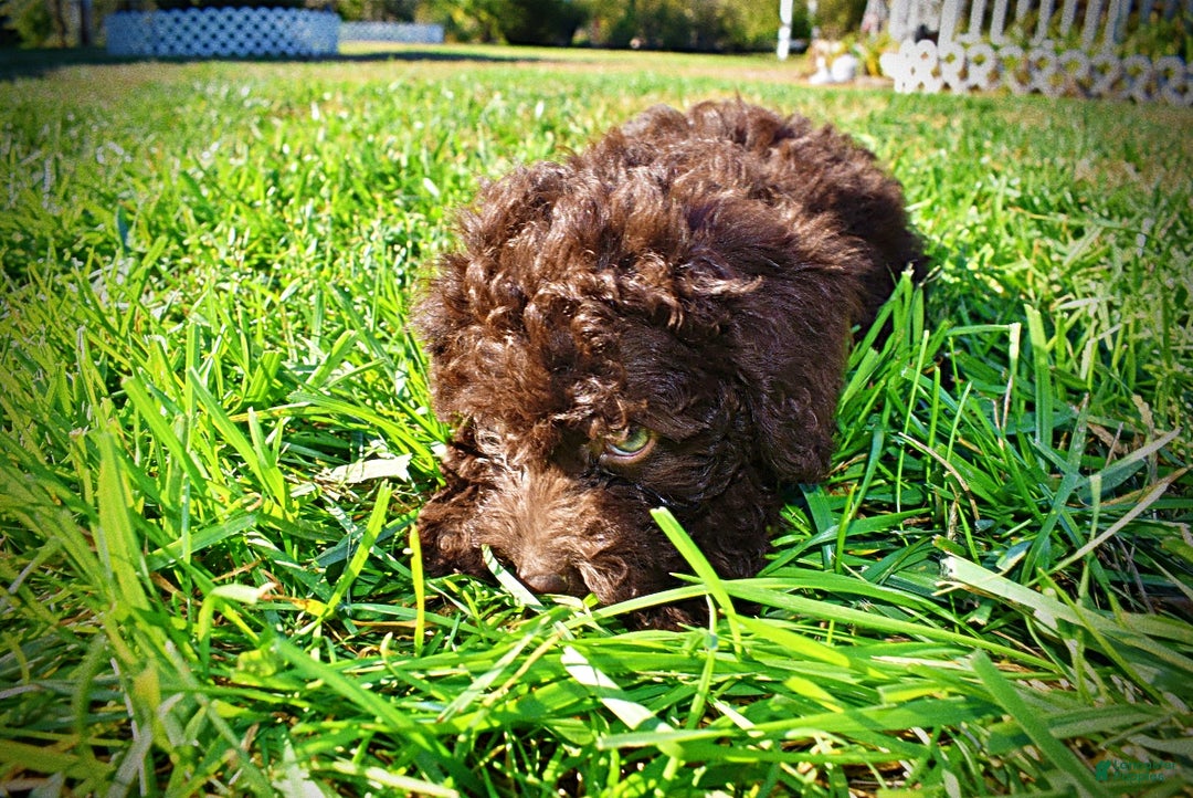 Havapoo dogs for sale: Isabella - Ad 8