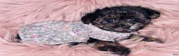 Maltipoo dogs for sale: Maltipoo 1 - Ad 2