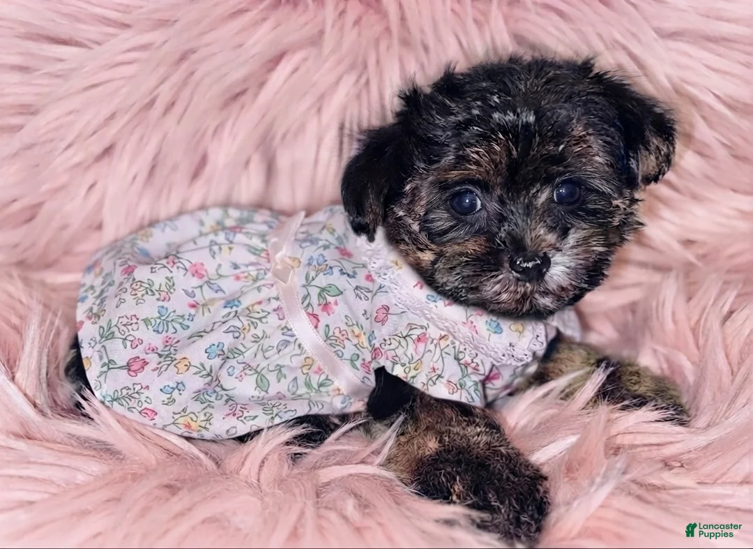 Maltipoo dogs for sale: Maltipoo 1 - Ad 2