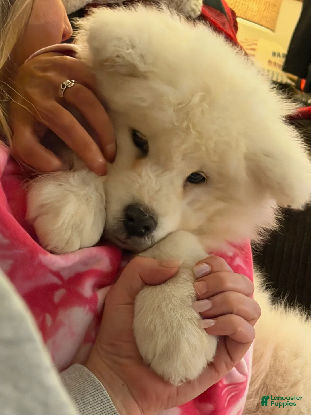 Samoyed dogs for sale: Samoyed Puppy 2 - Ad 2