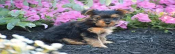 Yorkshire Terrier dogs for sale: Conway - Ad 3