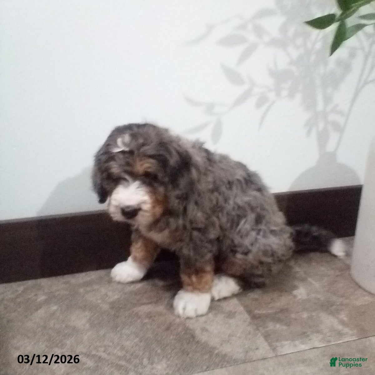 Bernedoodle dogs Milo - Ad 2