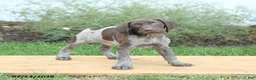 German Shorthaired Pointer dogs for sale: Chase - Ad 3