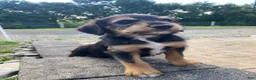 Mixed Breed dogs for sale: Otis - Ad 4