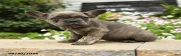 French Bulldog dogs for sale: Olive  - Ad 4