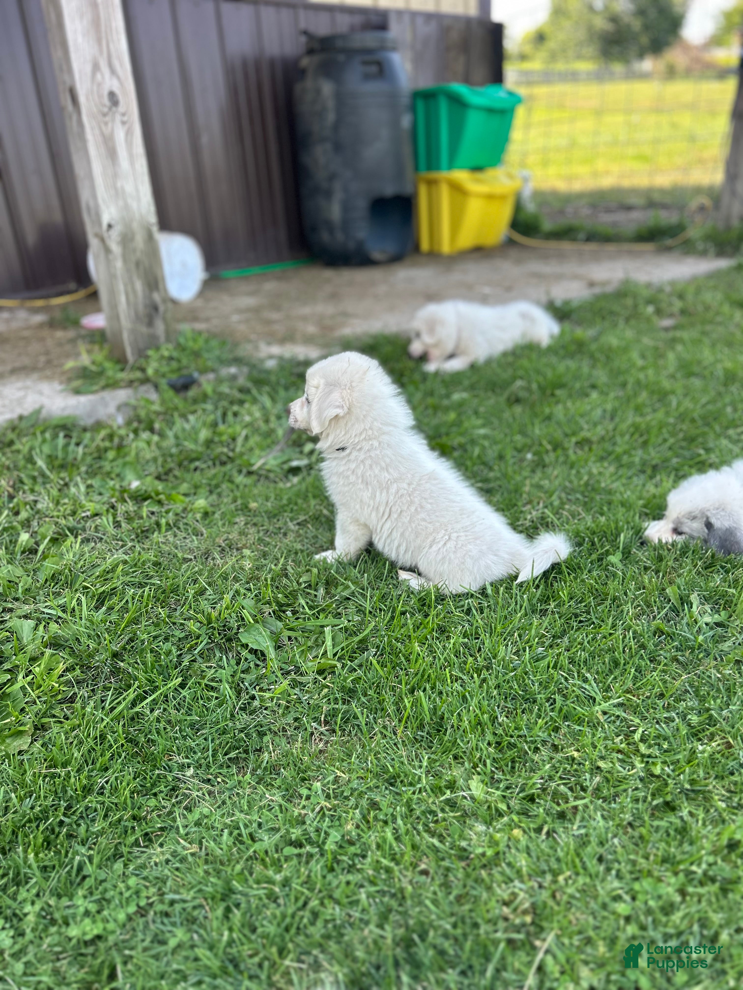Great Pyrenees dogs Franklin - Ad 39