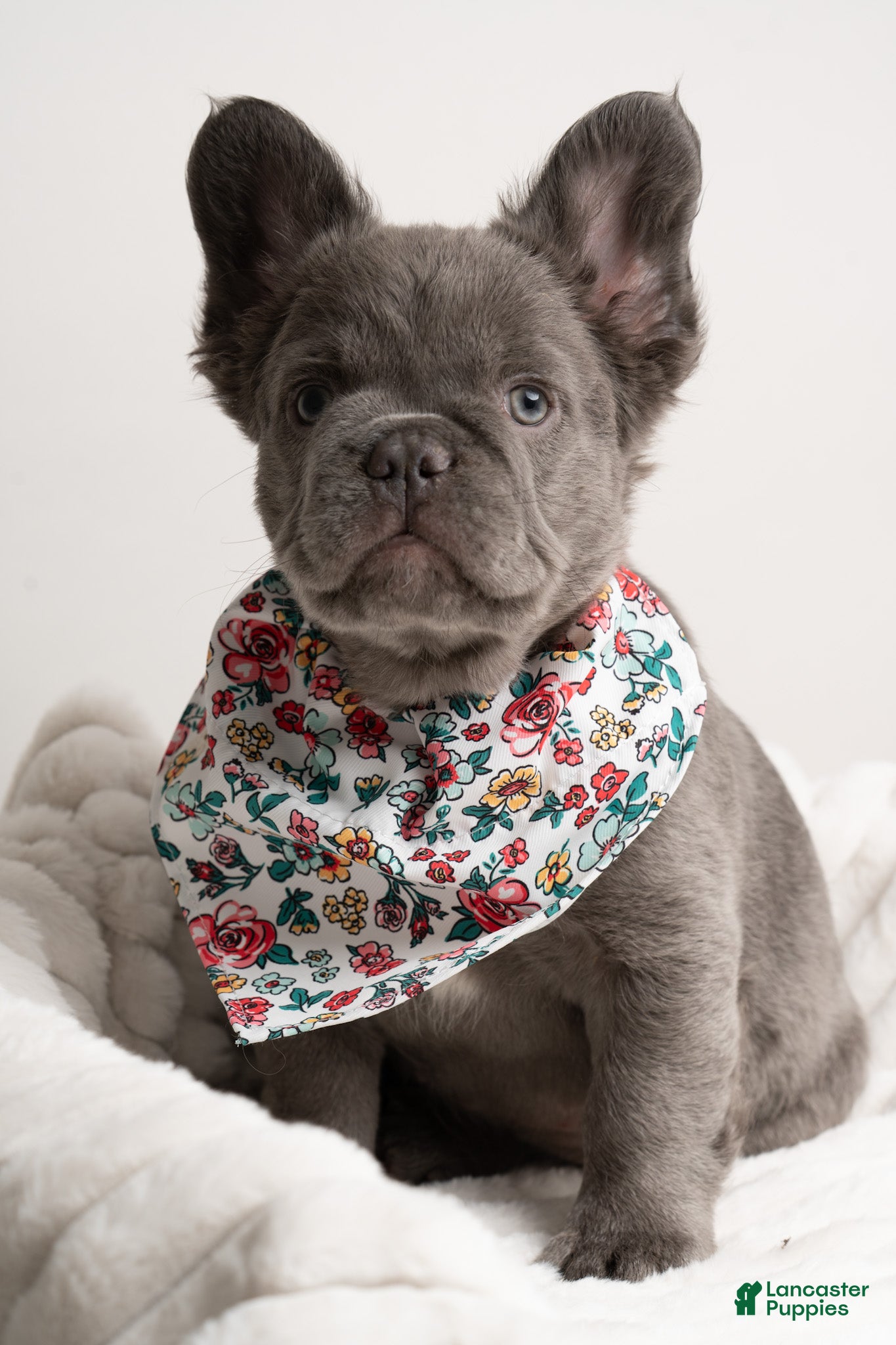 French Bulldog dogs CHERRY  - Ad 1