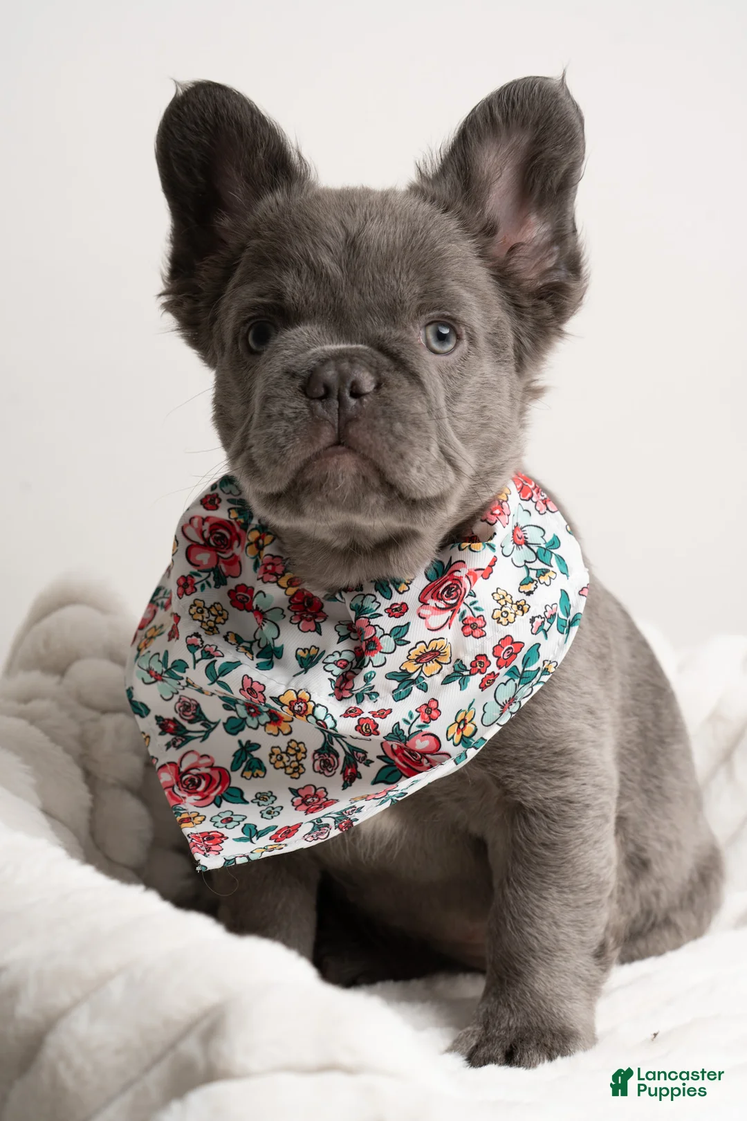 French Bulldog dogs for sale: CHERRY  - Ad 1