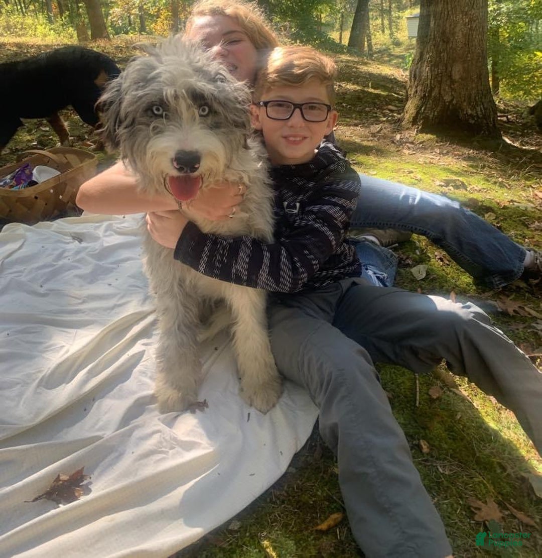 Bernedoodle dogs for sale: Australian Mountain Doodle Fuller - Ad 13