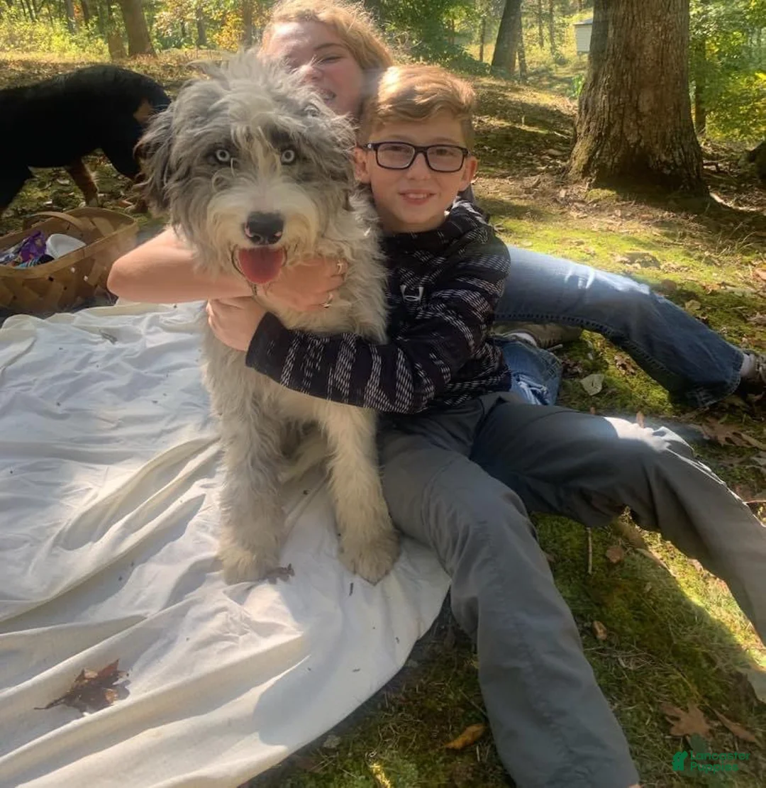Bernedoodle dogs for sale: Australian Mountain Doodle Fuller - Ad 13