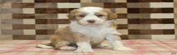Mini Bernedoodle dogs for sale: Harley - Ad 3