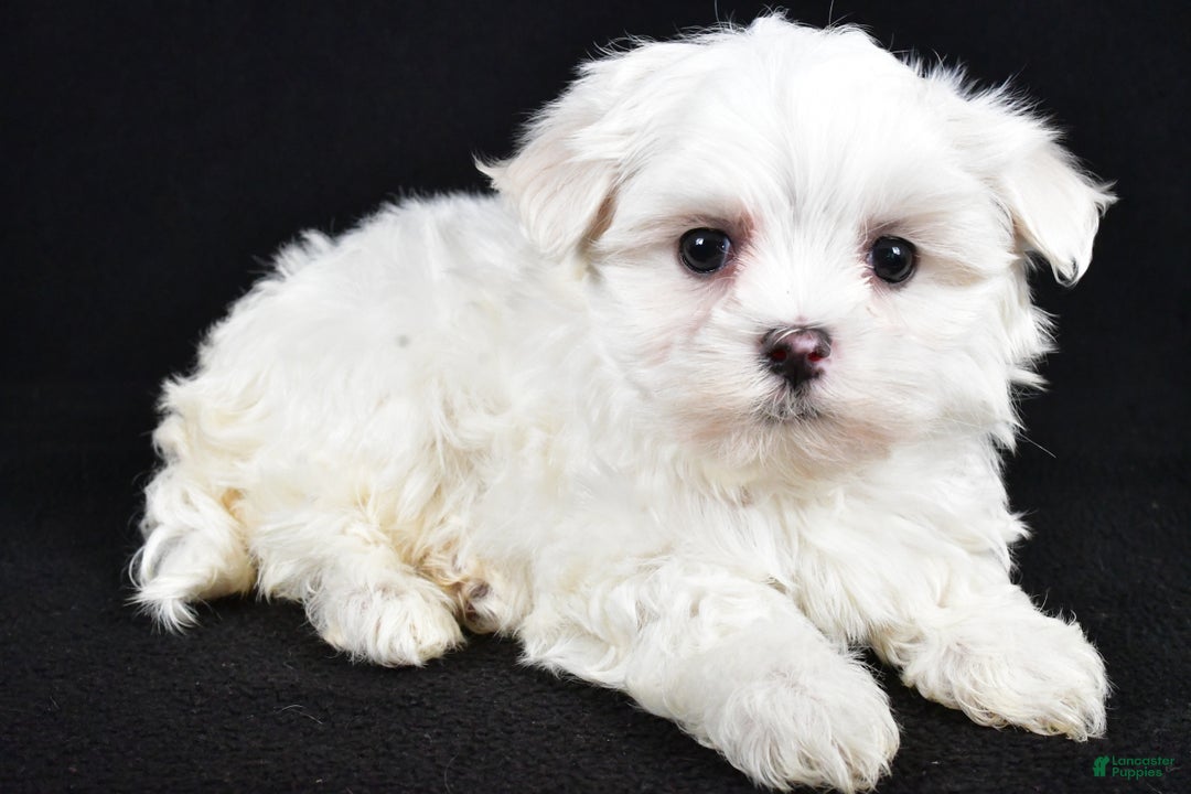 Maltese dogs for sale: Duke - Ad 2