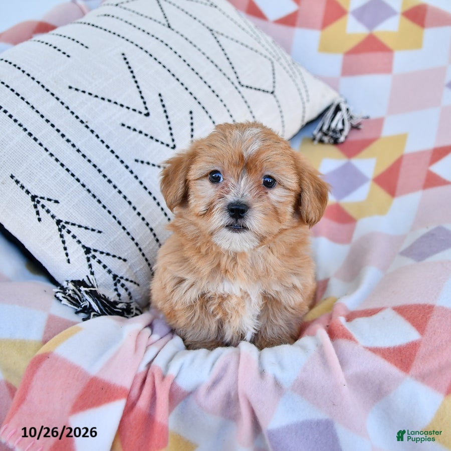 Shorkie dogs for sale: Honey - Ad 1