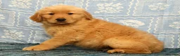 Golden Retriever dogs for sale: Chip - Ad 2
